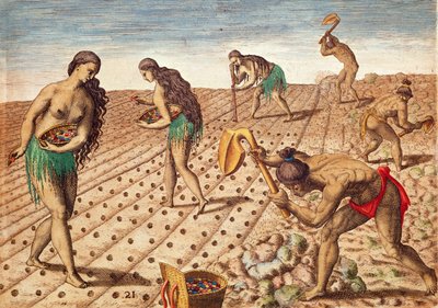 Brevis Narratio, Cultuur en zaaien van zaden door Theodore de Bry